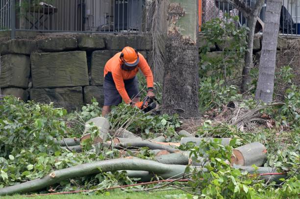 Best Utility Line Clearance  in Geneva, AL